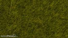 Noch 07100 - Wildgras Wiese?