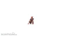 Noch 10410 - Cellistin