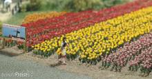 Busch 1206 - Tulpen