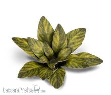 Gamers Grass GGLP-DC - Dumb Cane