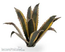 Gamers Grass GGLP-AG - Agave