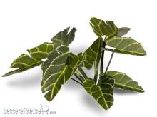 Gamers Grass GGLP-EE - Elephant Ear