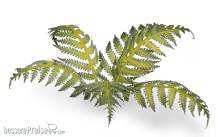 Gamers Grass GGLP-GB - Bracken