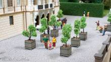 Noch 14013 - Zierbäume in Kübeln