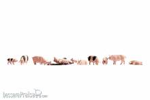 Noch 15712 - Schweine
