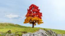 Noch 20114 - Eiche herbstlich