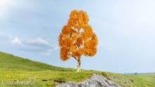 Noch 20129 - Birke herbstlich