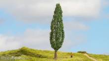 Noch 20130 - NOCH Master-Baum Pappel