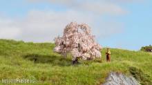 Noch 20147 - NOCH Master-Baum Kirschbaum