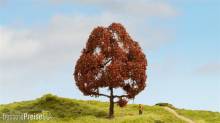 Noch 20150 - Master-Baum Rotbuche