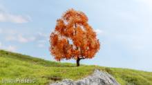 Noch 20155 - Ahorn herbstlich
