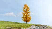Noch 20167 - Lärche herbstlich