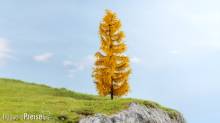 Noch 20169 - Lärche herbstlich