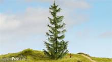 Noch 20191 - NOCH Master-Baum Fichte