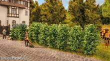 Noch 21547 - Thuja Hecke