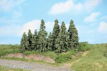 Heki 21803 - 10 Wetterfichten 7-11 cm