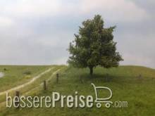 Silhouette 220-63 - Buche Frühherbst N/Z/TT 8cm 2 Stück