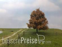 Silhouette 220-64 - Buche Spätherbst N/Z/TT 8cm 2 Stück