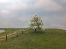 Silhouette 226-41 - Apfelbaum Frühling TT/H0 12-16cm
