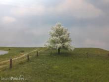 Silhouette 226-61 - Apfelbaum Frühling N/Z/TT 8cm 2 Stück