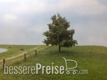 Silhouette 233-63 - Platane Frühherbst N/Z/TT 8cm 2 Stück