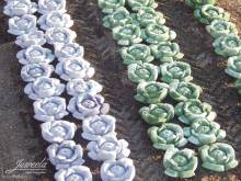 Juweela 23365 - 1:32 Rotkohl-Pflanzen, 36x