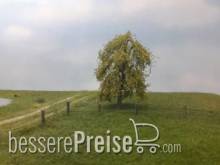 Silhouette 240-61 - Trauerweide Frühling N/Z/TT 8cm 2 Stück