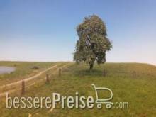 Silhouette 240-62 - Trauerweide Sommer N/Z/TT 8cm 2 Stück