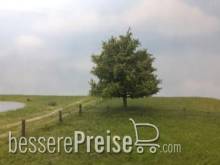 Silhouette 242-63 - Linde Frühherbst N/Z/TT 8cm 2 Stück