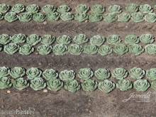 Juweela 24238 - 1:45/50 Kopfsalat, 240x