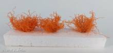 Silhouette 252-17 - Büsche orange