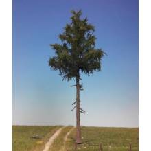Silhouette 278-000-2 - Fichte Hochstamm Sommer 0/1/2 30-34cm