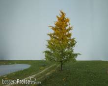 Silhouette 279-63 - Lärche/ Larch NZ Z/N/TT/H0 8cm Frühherbst/ early fall