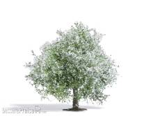 Busch 3651 - Apfelbaum 75 mm, blühend