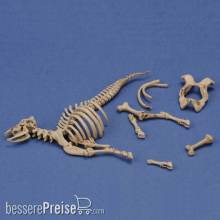 Royal Model RM1048 - Cow skeleton n.3