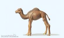 Preiser 47532 - 1:25 Dromedar, jung