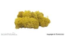 Vollmer 48412 - Moos gelb, 40 g