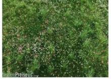 Silhouette 611-32H - Naturwiese lang / Narural meadow long 30x50cm Sommer / summer