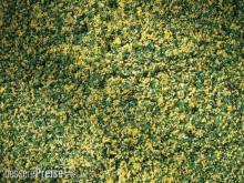 Auhagen 76668 - Rollrasen mit Maiblumen