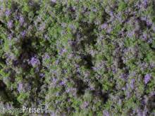 Auhagen 76931 - Blumenmatte violett