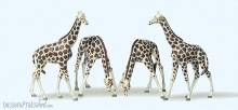 Preiser 79715 - N Giraffen
