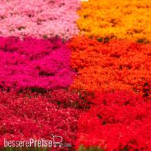 RTS 84924 - Blütenbüschel Set - Rote Blüten