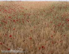 RTS 92511-3 - RTS Grasmatte Kornfeld blühend