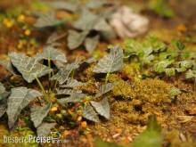 Matho Models 35039 - Plants & Weeds E