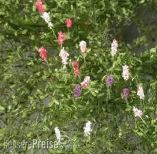 Silhouette 999-22 - Lupinen Sommer NZ/TT/H0/0 ca. 15x9 cm