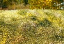 Model Scene F563 - Blühende Wiese - Spätsommer
