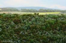 Model Scene F620-S - Walduntergrund - Blaubeeren