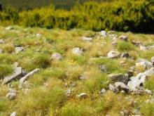 Model Scene F733 - Spätsommer, viele Steine