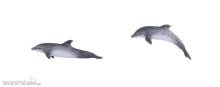 Kato K24-715 - 2er Set Delphine