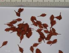 Model Scene L3-106 - Roteiche - Herbst